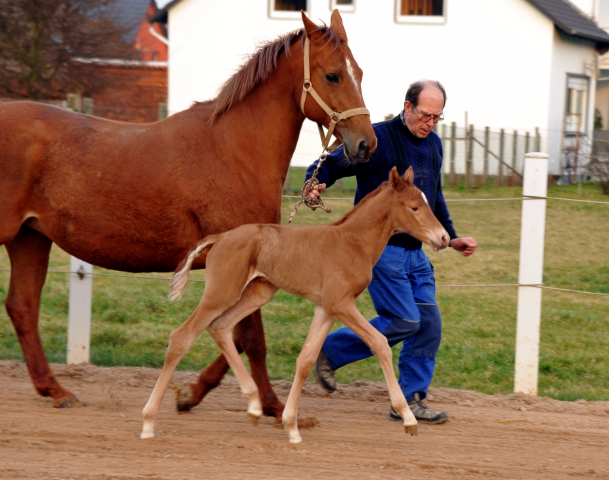 Stutfohlen von Freudenfest u.d. Pr.St. Wolfsfhrte v. Kostolany - Foto: Beate Langels Gestt Hmelschenburg
