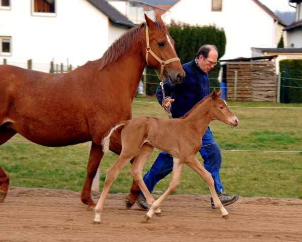 Stutfohlen von Freudenfest u.d. Pr.St. Wolfsfhrte v. Kostolany - Foto: Beate Langels Gestt Hmelschenburg