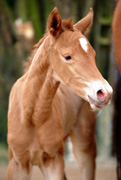 Stutfohlen von Freudenfest u.d. Pr.St. Wolfsfhrte v. Kostolany