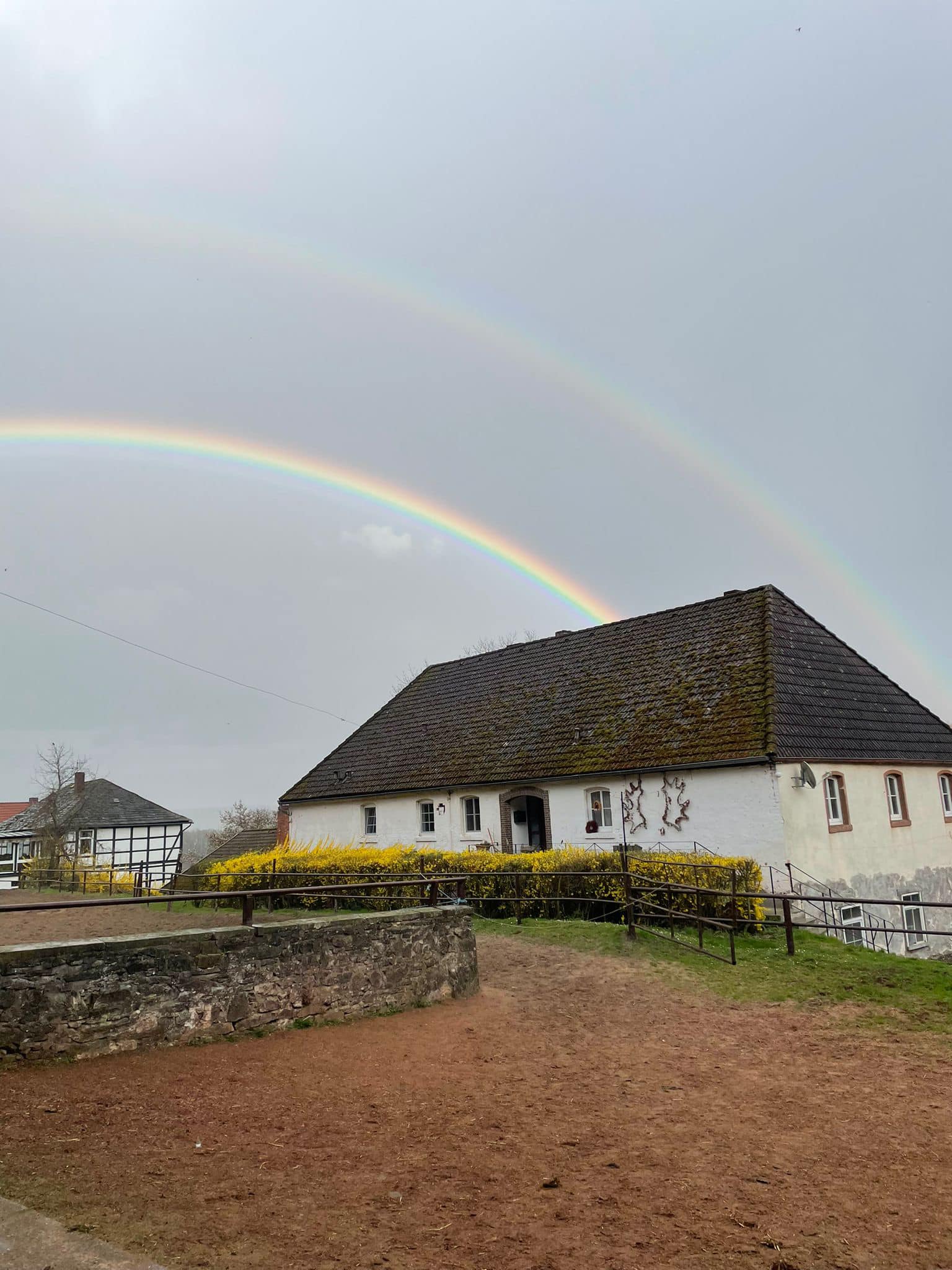 Foto Georgia Wade - Trakehner Gestt Hmelschenburg