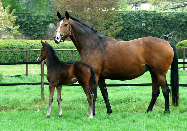 Guendalina with her colt by Symont - Trakehner Gestt Hmelschenburg - Foto: Beate Langels