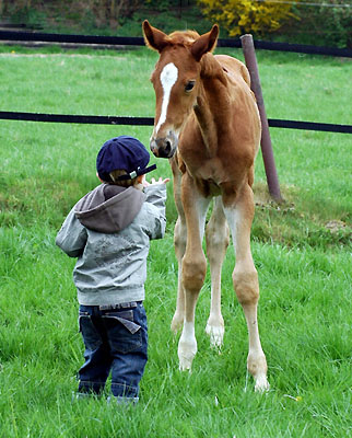 Jasper und das Hengstfohlen von Freudenfest u.d. Kalmar  im Trakehner Gestt Hmelschenburg - Foto: Beate Langels