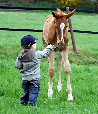 Jasper and the Trakehner colt by Freudenfest out of Kalmar - Trakehner Gestt Hmelschenburg - Foto: Beate Langels