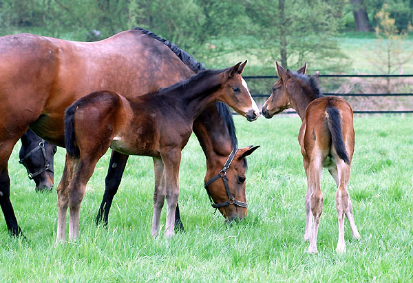 Guendalina mit Hengstfohlen von Symont - Trakehner Gestt Hmelschenburg - Foto: Beate Langels