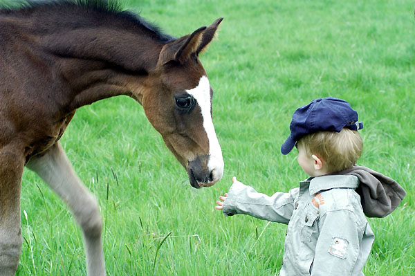 Trakehner Colt by Kostolany out of Schwalbenfeder with the two year old boy Jasper - Trakehner Gestt Hmelschenburg - Foto: Beate Langels