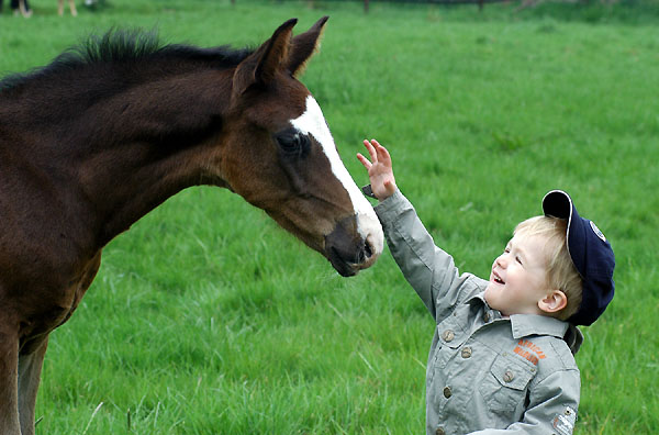 Colt by Kostolany out of Schwalbenfeder with Jasper Trakehner Gestt Hmelschenburg - Foto: Beate Langels