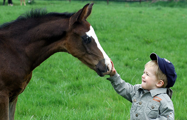 Trakehner Gestt Hmelschenburg - Foto: Beate Langels