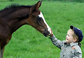 Trakehner Colt by Kostolany - April 2009 - Trakehner Gestt Hmelschenburg