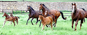 Die Hämelschenburger Stuten im April 2009 im Trakehner Gestüt Hämelschenburg