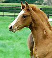 Trakehner Colt by Freudenfest uout of PS Tavolara in April 2009 - Trakehner Gestt Hmelschenburg