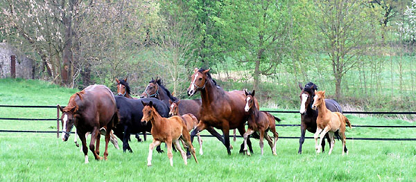 Stuten und Fohlen im Trakehner Gestt Hmelschenburg - Foto: Beate Langels