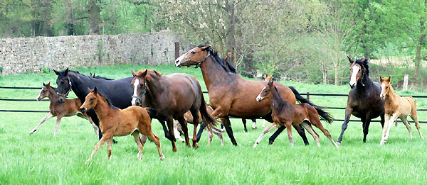 Trakehner Mares and her foals - Trakehner Gestt Hmelschenburg - picture: Beate Langels