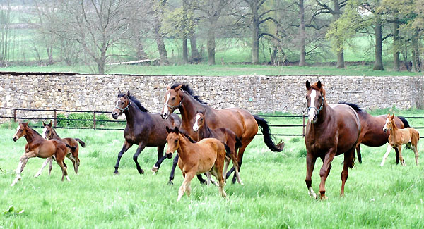 Mares and foals im Trakehner Gestt Hmelschenburg - picture: Beate Langels