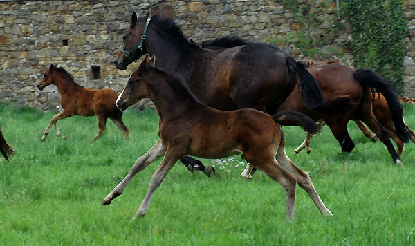 Trakehner Gestt Hmelschenburg - picture: Beate Langels