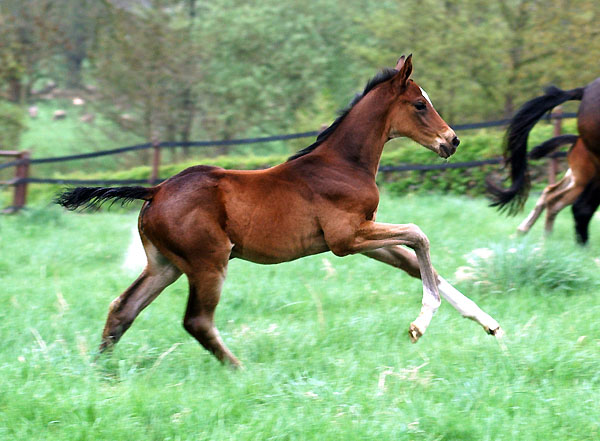 Filly by Exclusiv out of Vicenza by Showmaster - Trakehner Gestt Hmelschenburg - Foto: Beate Langels