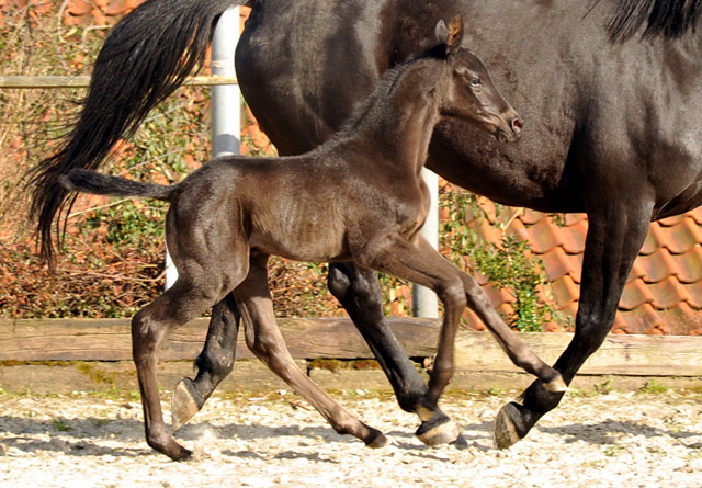 Trakehner Stutfohlen von Saint Cyr - Summertime - Rockefeller , Foto: Beate Langels - Trakehner Gestt Hmelschenburg