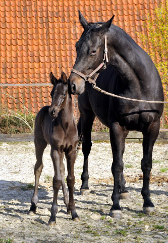 Trakehner Stutfohlen von Saint Cyr - Summertime - Rockefeller , Foto: Beate Langels - Trakehner Gestt Hmelschenburg