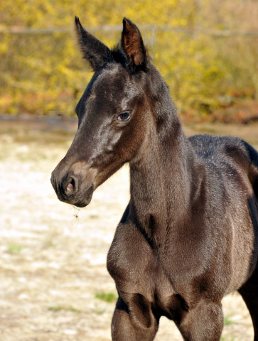 Trakehner Stutfohlen von Saint Cyr - Summertime - Rockefeller , Foto: Beate Langels - Trakehner Gestt Hmelschenburg