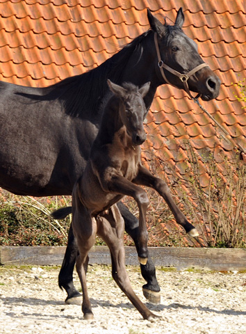 Trakehner Stutfohlen von Saint Cyr - Summertime - Rockefeller , Foto: Beate Langels - Trakehner Gestt Hmelschenburg