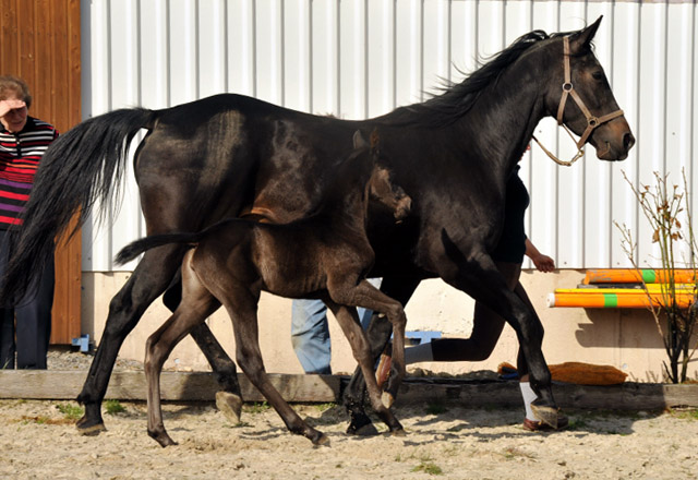 Trakehner Stutfohlen von Saint Cyr - Summertime - Rockefeller , Foto: Beate Langels - Trakehner Gestt Hmelschenburg