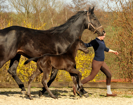 Trakehner Stutfohlen von Saint Cyr - Summertime - Rockefeller , Foto: Beate Langels - Trakehner Gestt Hmelschenburg