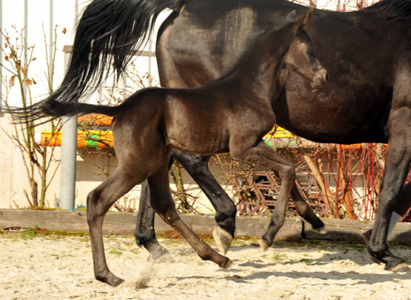 Trakehner Stutfohlen von Saint Cyr - Summertime - Rockefeller , Foto: Beate Langels - Trakehner Gestt Hmelschenburg