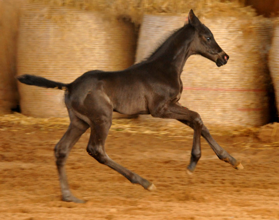 Trakehner Stutfohlen von Saint Cyr - Summertime - Rockefeller , Foto: Beate Langels - Trakehner Gestt Hmelschenburg