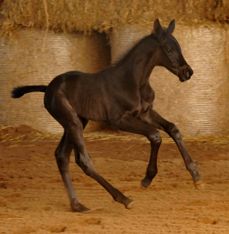 Trakehner Stutfohlen von Saint Cyr - Summertime - Rockefeller , Foto: Beate Langels - Trakehner Gestt Hmelschenburg