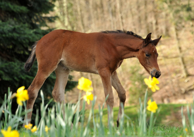 Klassic Touch v. Oliver Twist u.d. Pr.u.St.Pr.St. Klassic v. Freudenfest - Trakehner Gestt Hmelschenburg