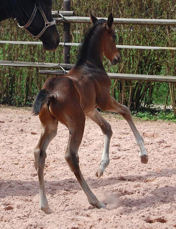 Trakehner Hengstfohlen von Saint Cyr u.d. Pr.St. Under the moon v. Easy Game u.d. Pr.St. Umbra v. Herzkristall , Foto: A. Becker Trakehner Gestt Hmelschenburg