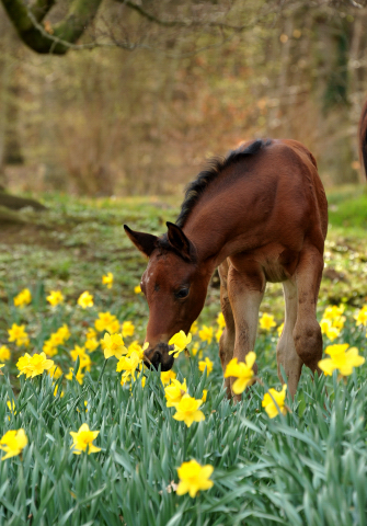 Klassic Touch v. Oliver Twist u.d. Pr.u.St.Pr.St. Klassic v. Freudenfest  - Trakehner Gestt Hmelschenburg