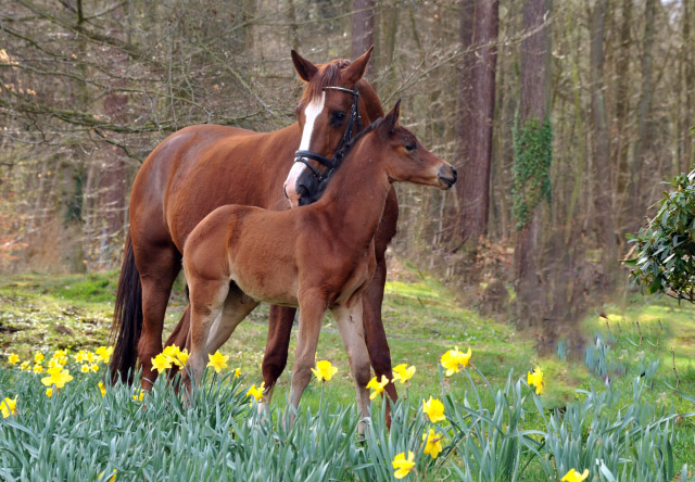 Klassic Touch v. Oliver Twist u.d. Pr.u.St.Pr.St. Klassic v. Freudenfest - Trakehner Gestt Hmelschenburg