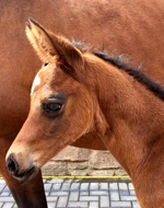 Hengstfohlen von High Motin x Hofrat, Foto: Barbara Jrn