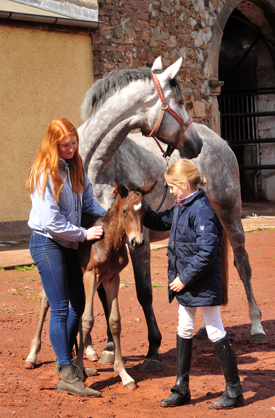 Trakehner Hengstfohlen v. Saint Cyr u.d. Pr.A. TeaCup v. Exclusiv - Foto: Beate Langels - Trakehner Gestt Hmelschenburg