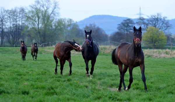 Der erste Tag nach dem Weideaustrieb 2jhrige Trakehner Hengste in Hmelschenburg vorn Hengst v. Cadeau, dahinter dkbr. v. Exclusiv, brauner Hengst v. Summertime - 18. April 2012 - Foto: Beate Langels - Trakehner Gestt Hmelschenburg