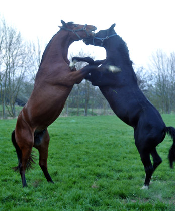 Der erste Tag nach dem Weideaustrieb 2jhrige Trakehner Hengste in Hmelschenburg - 18. April 2012 - Foto: Beate Langels - Trakehner Gestt Hmelschenburg