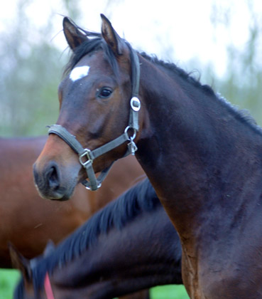 Der erste Tag nach dem Weideaustrieb 2jhriger Trakehner Hengst von Shavalou u.d. Kalidah Jamal v. Manhattan - in Hmelschenburg - - 18. April 2012 - Foto: Beate Langels - Trakehner Gestt Hmelschenburg