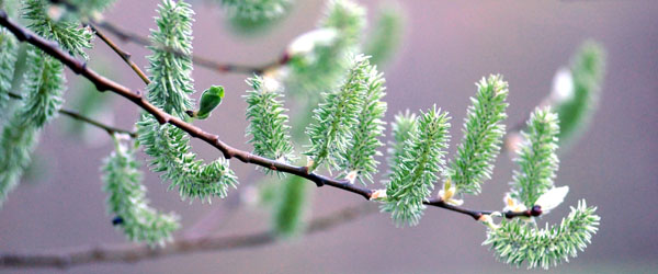 Der erste Tag nach dem Weideaustrieb 2jhrige Trakehner Hengste in Hmelschenburg - 18. April 2012 - Foto: Beate Langels - Trakehner Gestt Hmelschenburg
