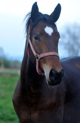 Der erste Tag nach dem Weideaustrieb 2jhriger Trakehner Hengst von Freudenfest u.d. Amarelia v. Lauries Crusador xx in Hmelschenburg - 18. April 2012 - Foto: Beate Langels - Trakehner Gestt Hmelschenburg