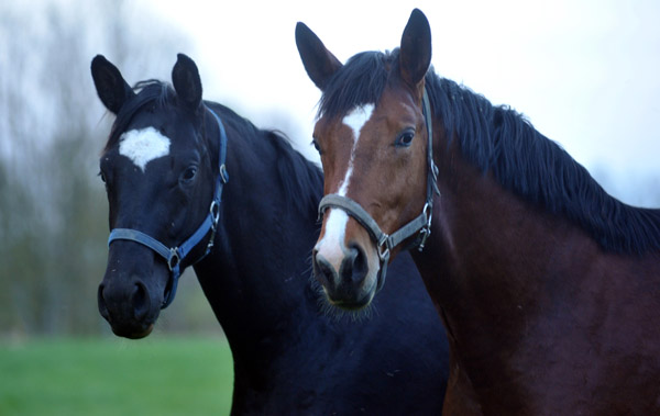 Der erste Tag nach dem Weideaustrieb 2jhrige Trakehner Hengste von Shavalou x Greta Garbo und Freudenfest x Tavolara - in Hmelschenburg - 18. April 2012 - Foto: Beate Langels - Trakehner Gestt Hmelschenburg