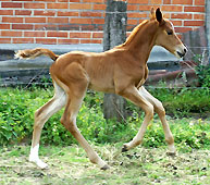 6 Tage alt: Stutfohlen von Showmaster aus einer Shagya-Araber Mutter, Foto: Beate Langels