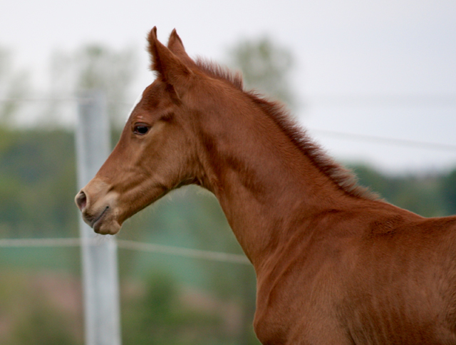 Hengstfohlen von High Motion x Wolkentanz, Foto: Markus Walter