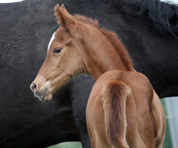 Hengstfohlen von High Motion x Wolkentanz - Foto: Markus Walter