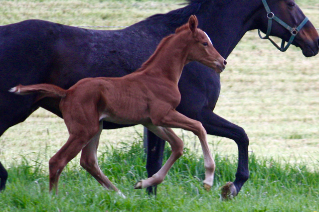 Hengstfohlen von High Motion x Wolkentanz - Foto: Markus Walter