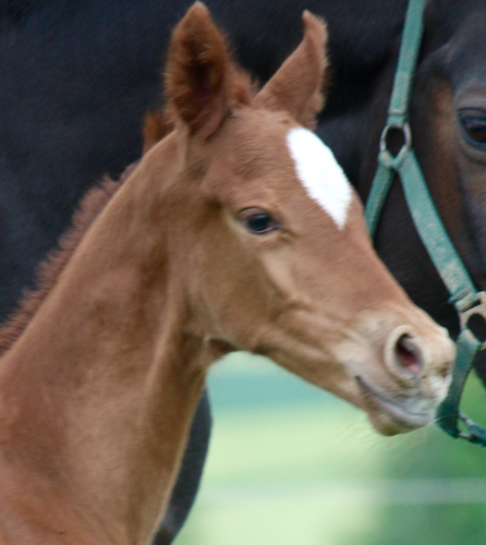 Hengstfohlen von High Motion x Wolkentanz, Foto: Markus Walter
