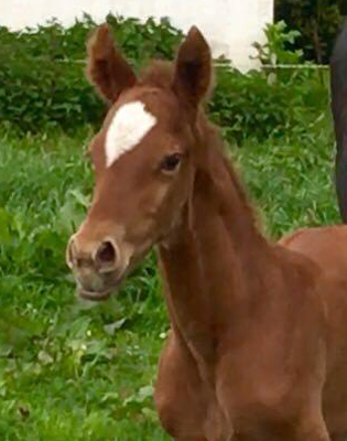 Hengstfohlen von High Motion x Wolkentanz - Foto: Markus Walter