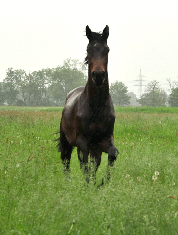 Die zweijhrigen Hengste am 18. Mai 2017 - Trakehner Gestt Hmelschenburg - Foto: Beate Langels