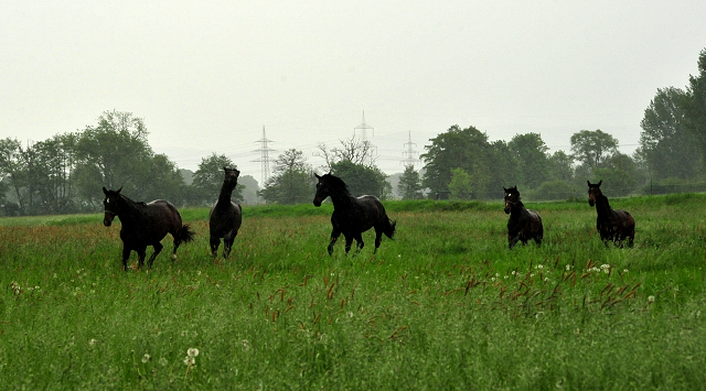 Die zweijhrigen Hengste am 18. Mai 2017 - Trakehner Gestt Hmelschenburg - Foto: Beate Langels