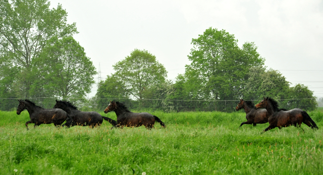 Die zweijhrigen Hengste am 18. Mai 2017 - Trakehner Gestt Hmelschenburg - Foto: Beate Langels
