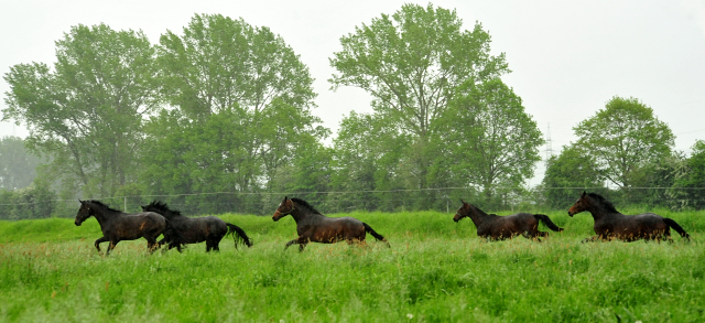 Die zweijhrigen Hengste am 18. Mai 2017 - Trakehner Gestt Hmelschenburg - Foto: Beate Langels